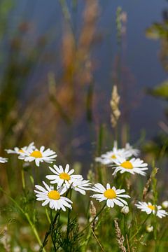 Dear daisies by QEIMOY