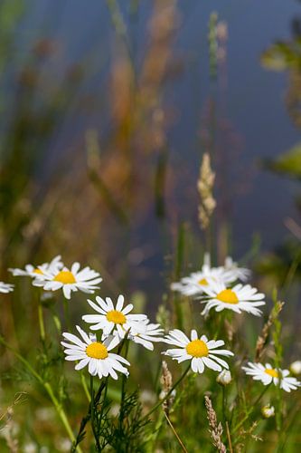 Dear daisies by QEIMOY