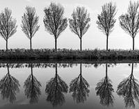 Trees in a row