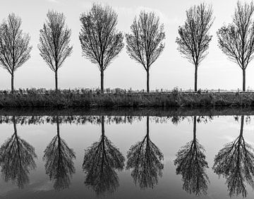 Bomen op een rij van Dana Oei fotografie