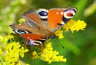 Schmetterling (Pfauenauge) von Frank Herrmann Miniaturansicht