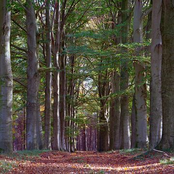 Doorkijk door bos