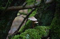 Champignons