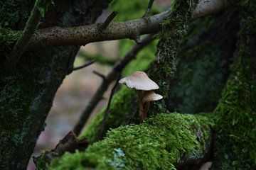 paddenstoelen van Bert Kottier