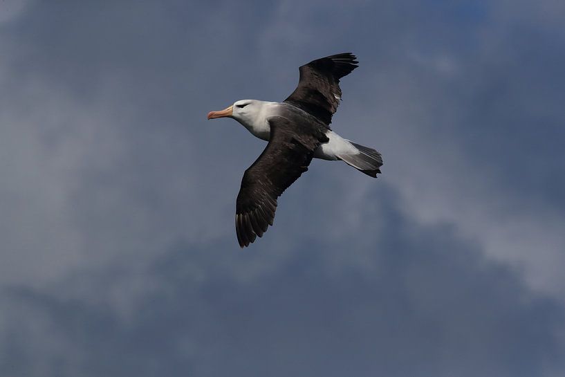 Black-browed Albatross ( Thalassarche melanophris ) or Mollymawk Helgoland Island Germany by Frank Fichtmüller
