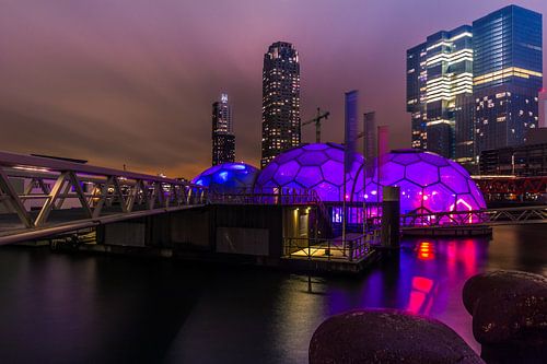 Paarse bolen Rotterdam