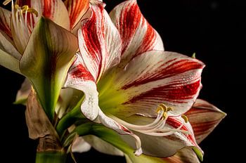 Amaryllis