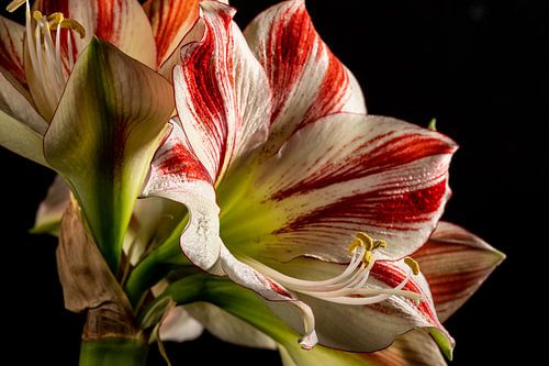 Amaryllis