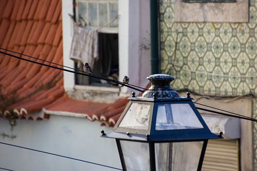 Mussen op electra kabel in Lissabon