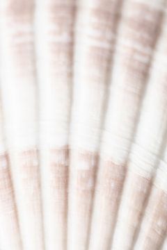 Shell_2 by Pictufy Studio III