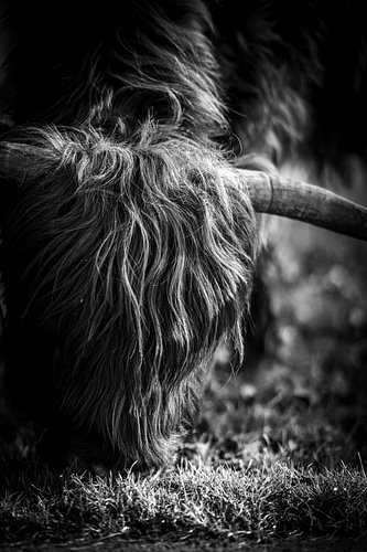 Close up Schotse Hooglander zwart wit