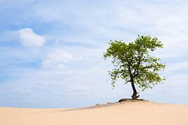 Vrijstaande eik in het Nationaal Park De Loonse en Drunense duinen