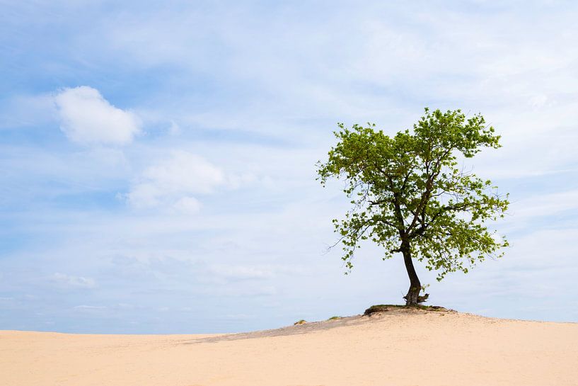 Freestanding oak tree in the Loonse and Drunense Dunes National Park by Judith Spanbroek-van den Broek