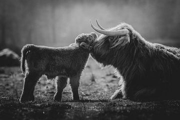 Schwarz-weißes neugeborenes schottisches Highlander-Kalb, das mit der Mutterkuh kuschelt