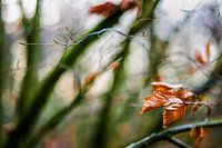 Herfstkleuren.04 (2x3)