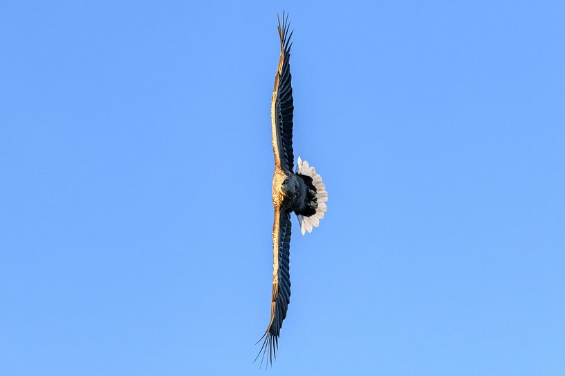 White-tailed eagle hunting in the sky by Sjoerd van der Wal Photography