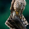 Sperber von Rando Kromkamp Natuurfotograaf
