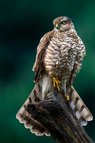 Épervier sur Rando Kromkamp Natuurfotograaf