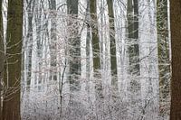 Amelisweerd un jour d'hiver