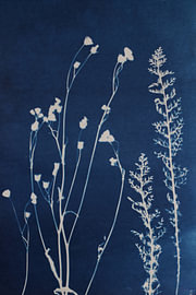 Flora by Night by Evelien van der West