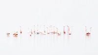 Flamingo-Balad