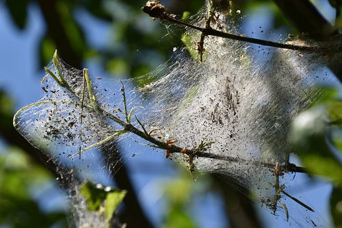 Rupsenweb