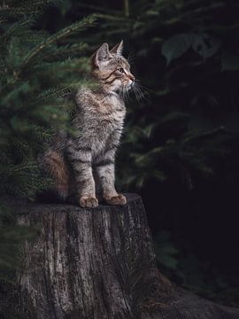 Mysterious wildcat by Daniela Beyer