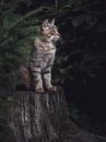 Mysterious wildcat by Daniela Beyer thumbnail