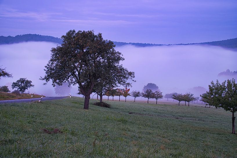 Arbre dans une prairie par temps de brouillard au lever du soleil par Martin Köbsch