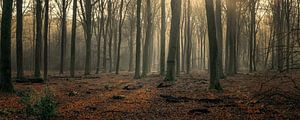 Stille wintermorgen in het bos