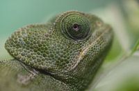 Kameleon
