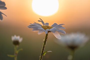 die Sonne und die Gänseblümchen