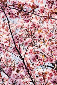 Blüte