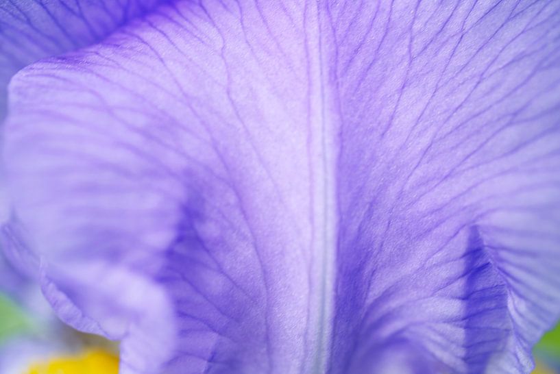 Weiche lila Iris Blume Blütenblatt Abstrakt von Iris Holzer Richardson