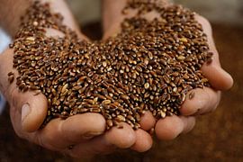 roter Weizen von Photoned