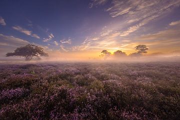 Die violette Landschaft von Andy Luberti