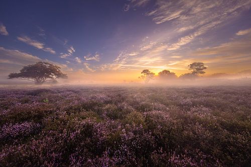 Die violette Landschaft