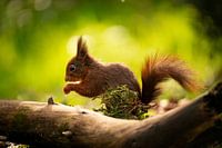 Das rote Eichhörnchen (Sciurus vulgaris) in Hoogeloon, Niederlande