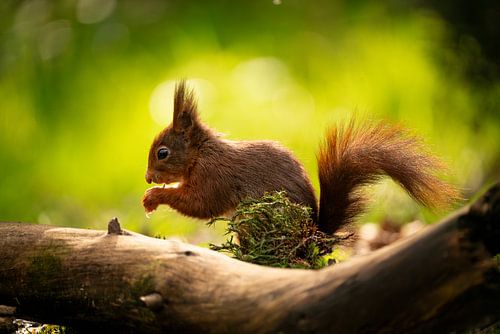 De rode eekhoorn (Sciurus vulgaris) in Hoogeloon, Nederland