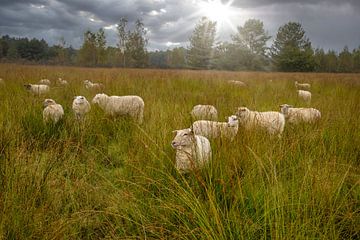 Sheep in the Meadow under Sunbeams - Restful Nature Landscape by Jolanda Hugens Kommers