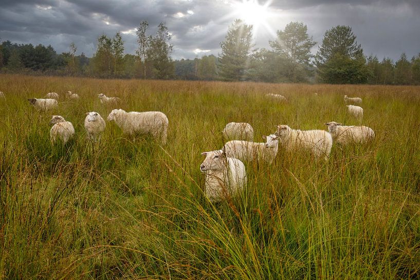 Schafe auf der Wiese unter Sonnenstrahlen - Ruhige Naturlandschaft von Jolanda Hugens Kommers