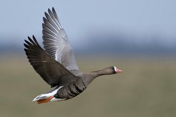 Blässgans * Anser albifrons *, Wildgans im Flug am Niederrhein  von wunderbare Erde