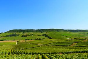 Région de Champagne en France sur Jeroen Berendse