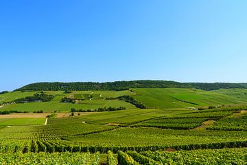 Champagne region in France by Jeroen Berendse