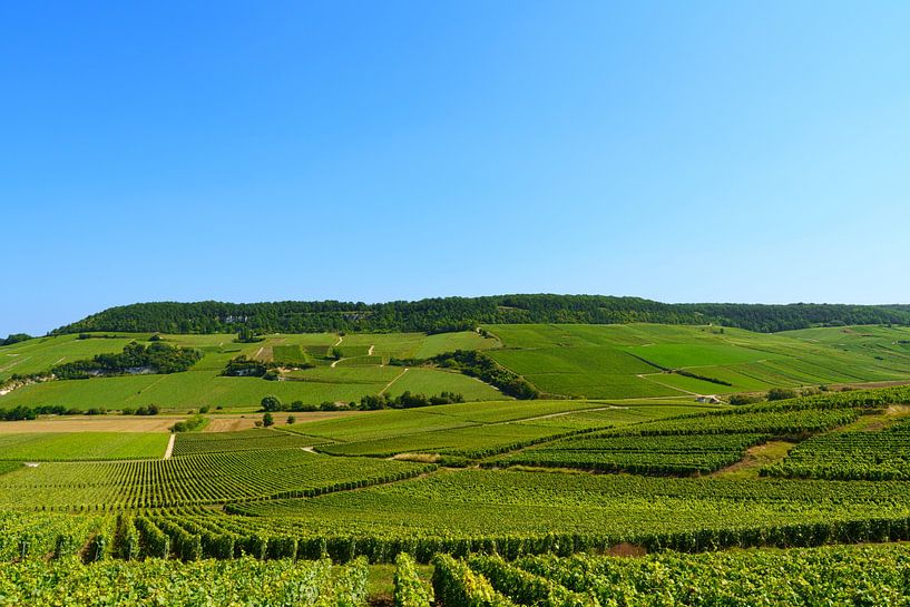 Champagnestreek in Frankrijk van Jeroen Berendse