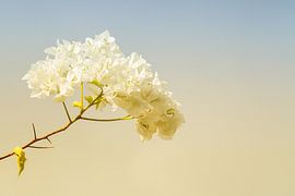 Fleur sur la branche au printemps sur Irene Lommers