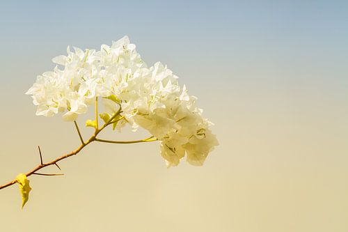 Blossom on branch in spring