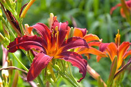 Velvety red daylily in all its summer splendour by Bianca ter Riet