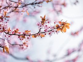 Roze bloesem von Patrick Verheij
