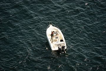 Visser alleen in de zee van Stef Wingens